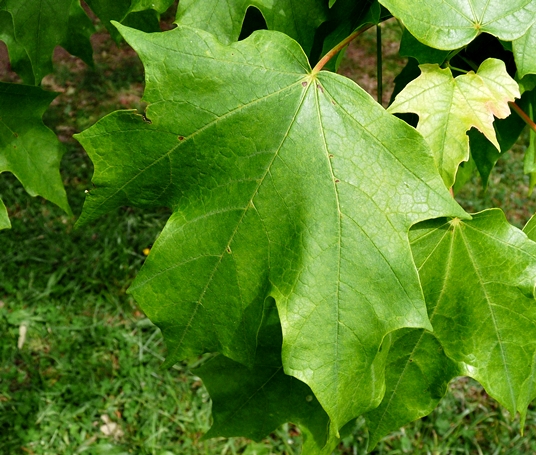 {Acer barbatum}